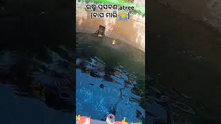 ଉସ୍ମ prasabana atree (ବାଘମାରି)#hatakeswara#minivlog#short#vairalvideo#feed#sorts#ଓଡ଼ିଆ ଝିଅ ସୁଚିତ୍ରା