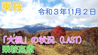 乗鞍高原－「大楓」の状況（LAST）　今シーズン最後の大楓の撮影です。今日は暖かな風が吹いています。乗鞍高原は「カラマツ」の紅葉が奇麗になってきました。（2021.11.02）