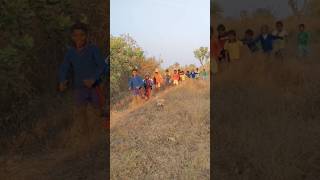 adiwasi bancho ka jhund running karte hue #music amdo adiwasi santal hopon do#2024