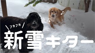 札幌は久しぶりのドカ雪降りました！