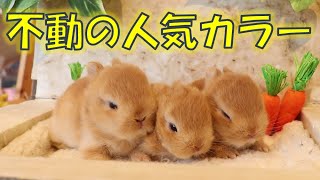 【うさぎさんの色】不動の人気カラーはこれ♪