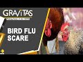 Gravitas: Asia's bird flu outbreak: Millions of birds culled