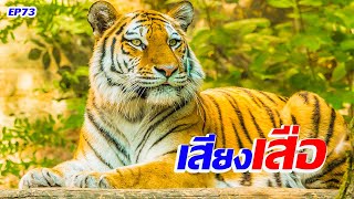 เสียงเสือร้อง เสียงเสือขู่ | Tiger Sound