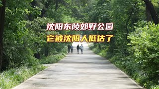 沈阳有一座被忽视了的森林公园，人少景美，它是初夏休闲的好去处