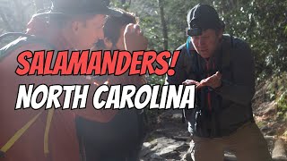 Flipping for Salamanders in NC