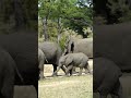 Young Elephants Running towards the Big Herd 🦣 #shorts #youtubeshorts #elephant #wildlife