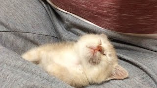 【保護ねこ】挟まって眠る子猫のゴロゴロ音が止まらない