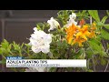 Alabama Cooperative Extension System gives azalea planting tips for spring