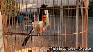 นกบินหลาดง เจ้าฟ้าลั่น ของ Boss Shama #นกบินหลาดง #birds #muraibatu #choèlửa ##shama #choelua