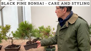 Black Pine Bonsai - Care and Styling