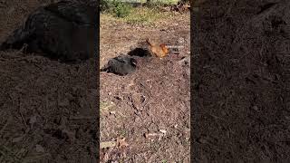 Bath time✨ #farmlife #dustbath #chickens #bathtime #playinginthedirt