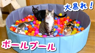 ボールプールで猫7匹と遊んだら大暴れ！！w