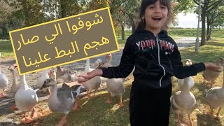 PLAYING WITH ANIMALS | اليوم لعبنا مع البط