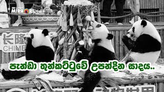 තුන් නිවුන් පැන්ඩලාගේ උපන්දින සාදය