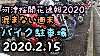 [河津桜速報]2020年2月15日 混まない桜まつり バイク駐車場　駐輪場[モトブログ]河津町 kawazu ツーリング 伊豆 開花