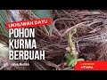 Pohon  Kurma berbuah di Lombok Utara