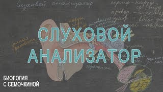 Слуховой анализатор