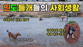 도망자에서 앞잡이가 된 인도 들개 흰둥이 | 인도의 환상적인 노을과 구름들 | 피부염으로 고생하는 나날들 | 인도에서 한국 추석 기차표 예매