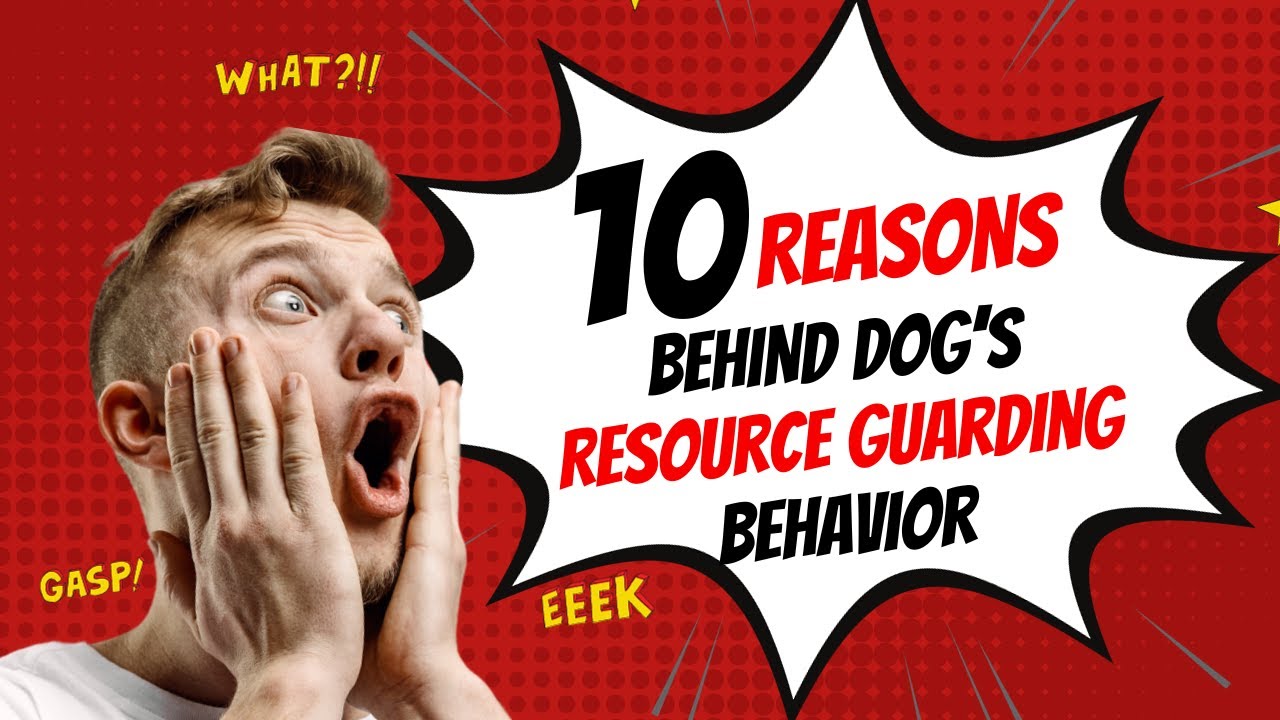 RESOURCE GUARDING Behavior In Dogs|Dog Aggression | Dog Training| Food ...