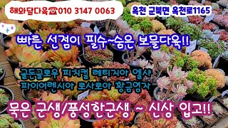 옥천 해와달다육에 예쁜군생 착한가격에 입고!! 묵은 다육은 보물이에요!! 스틸하트 루비파인은2천 파이어렌시아 예쁨!!