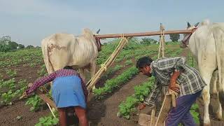 మా పత్తి చేనులో రెండవసారి గుంటుక తోలుతున్న రైతులు | cotton farming in my farm ‎@purnafarms 