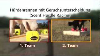 Hürdenrennen mit Geruchsunterscheidung (Scent Hurdle Racing) von Pia Gröning (c) Hundedvd