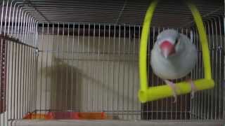 シルバーイノ文鳥のイノちゃん②　うたの練習　　Java sparrow Inochan②