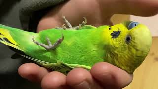 ニギコロ編　セキセイインコ　ホッピーさん