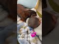 赤ちゃん 愛犬 お昼寝 ほのぼの