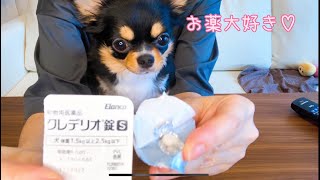 お薬をおやつと勘違いしているワンコです【Chihuahua】🐶Let's take medicine!/　preventatives/Flea/Ticks/