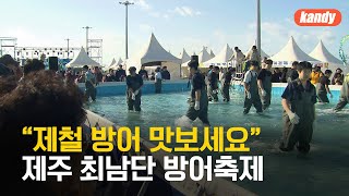 “제철 방어 맛보세요”…제주 최남단 방어축제 / KBS  2024.11.30.