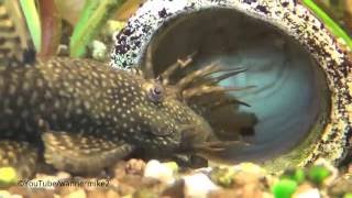 Antennenwelse Eier in Bruthöhle und Baby - ancistrus dolichopterus eggs