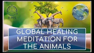 Global Healing Meditation for the Animals 🦘🦜🐬🐒