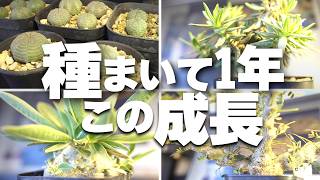 実生ちょうど1年の塊根植物を紹介！その育て方も解説【パキポディウム、センナ、オベサ、ギラウミニアナ、フォエチダ、ボンバックス】