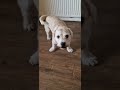 bribery always wins deefas heart. talkingdog hilariouspets comedy funny funnyshorts