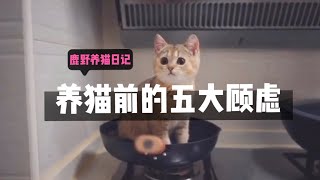 『养猫日记』养猫前所有人的五大顾虑！Five big concerns of all people before raising a cat!