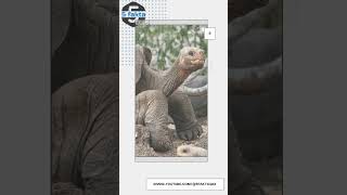 5 Fakta Menarik tentang Lonesome George, Raja Terakhir Penyu Galapagos #shorts #animals #fyp