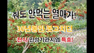 보리수 효능 7가지 특히 천식으로 30년 이상을 고생한 사람이 이것을 먹고나은 사례가 있습니다