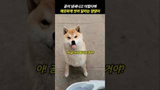 공이 더럽다며 세제로 씻어 달라는 댕댕이