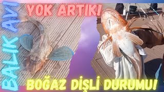 İSTANBUL BOĞAZI DİŞLİ SON DURUM! SÜRPRİZ DEV! KASIM 2024!