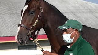 A Veterinarian's Role at the Yearling Sales - Interview with Dr. Berk