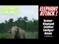 Human-Elephant Conflict Sonitpur Assam India | Elephants gone wild | Elephant attack