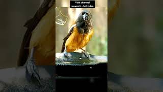 Rufous Treepie calling sound / ഓലഞ്ഞാലി #Shorts