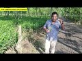 tea garden tea business tea grading process tea business kaise karen tea plantation process