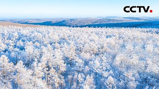 【4K】深冬未至，林海雪原处处玉树琼花，太美了 | CCTV