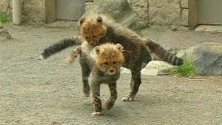 チーター三つ子の赤ちゃん（多摩動物公園2017）Cheetah Cubs