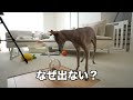 【3coins】ペット用の新作アイテムが便利すぎて愛犬も絶句www