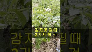 감자꽃이 필때 쯤 꼭 해주어야 하는 두가지