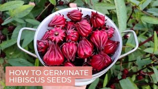 How To Germinate Hibiscus (Roselle) Seeds #hibiscus #germinatinghibiscuseeds #roselle