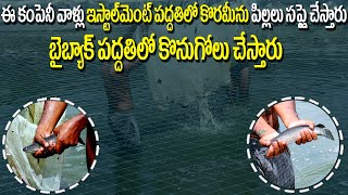 Korameenu Fish Farming |70సెంటర్లలో10 వేల కొర్రమీను పిల్లలు వేశాం ఇంకోరెండు నెల్లకు రిజల్ట్ #i3media